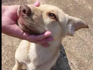 Cachorro raça Labrador idade 2 a 6 meses nome Bu