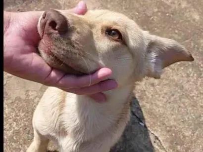 Cachorro raça Labrador idade 2 a 6 meses nome Bu