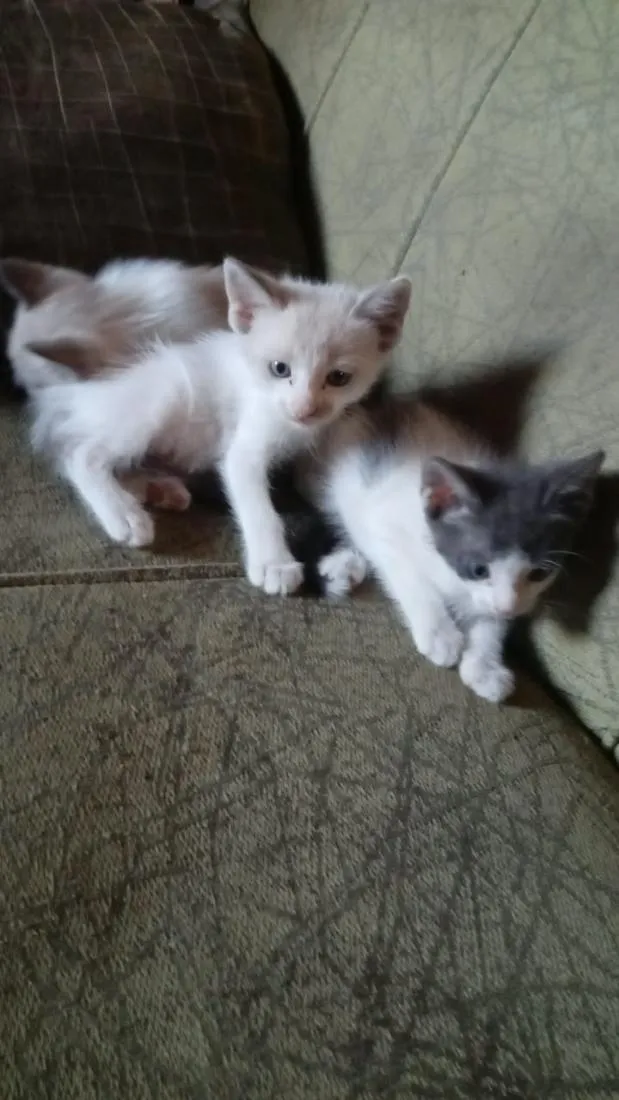 Gato raça SRD-ViraLata idade Abaixo de 2 meses nome fofos