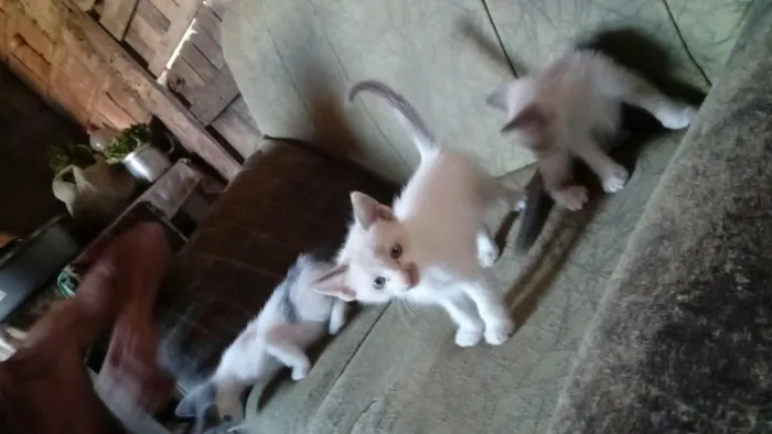 Gato raça SRD-ViraLata idade Abaixo de 2 meses nome fofos