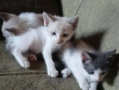 Gato raça SRD-ViraLata idade Abaixo de 2 meses nome fofos