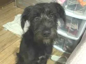 Cachorro raça SRD-ViraLata idade 7 a 11 meses nome Beethoven