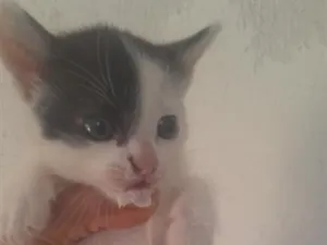 Gato raça SRD-ViraLata idade 2 a 6 meses nome sem nome a escolha