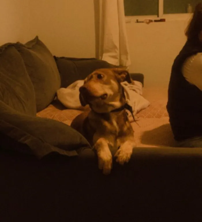 Cachorro raça SRD-ViraLata idade 7 a 11 meses nome Zeus