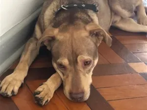 Cachorro raça SRD-ViraLata idade 7 a 11 meses nome Zeus