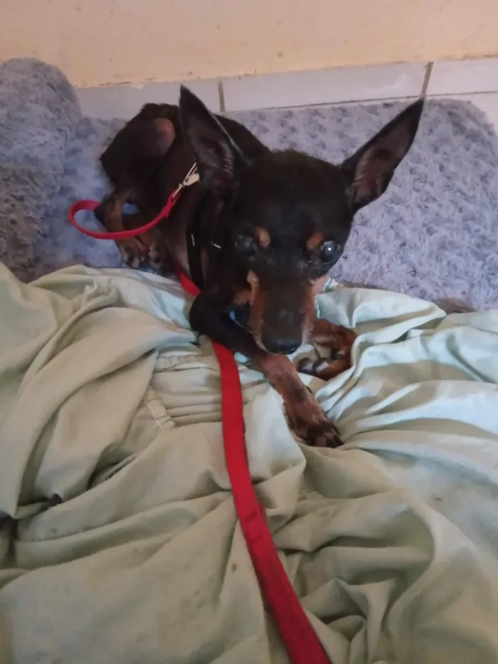 Cachorro raça Pinscher idade 6 ou mais anos nome Créu