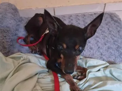 Cachorro raça Pinscher idade 6 ou mais anos nome Créu