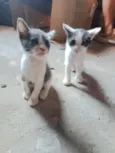tom