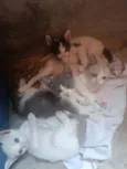 tom