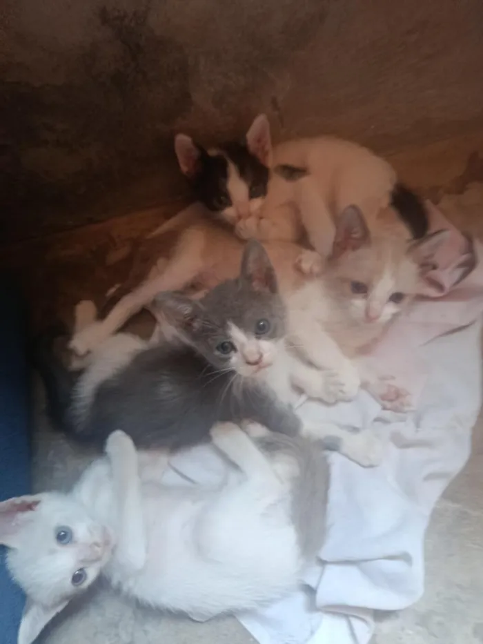 Gato raça SRD-ViraLata idade 2 a 6 meses nome tom