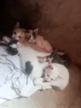 tom