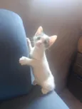 tom