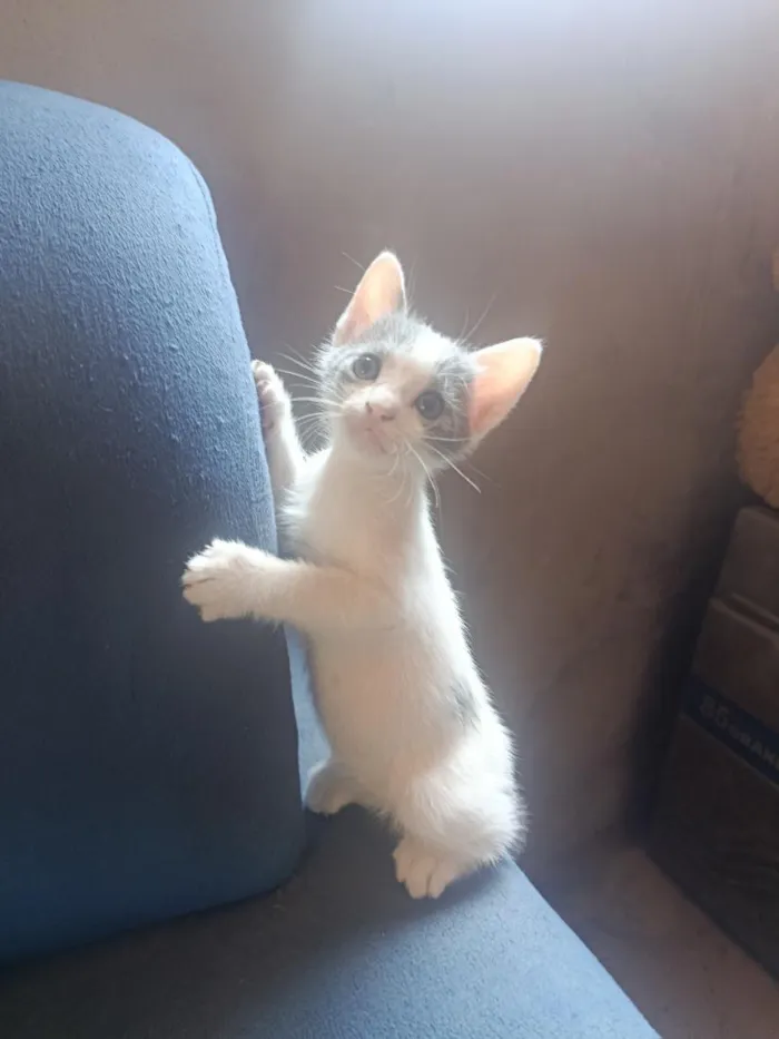 Gato raça SRD-ViraLata idade 2 a 6 meses nome tom