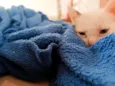 tom