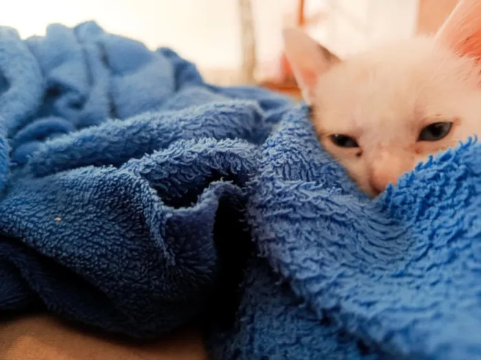 Gato raça SRD-ViraLata idade 2 a 6 meses nome tom