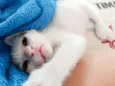 tom