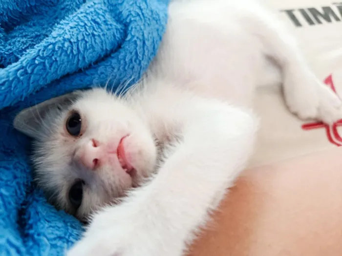 Gato raça SRD-ViraLata idade 2 a 6 meses nome tom