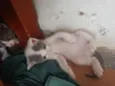 tom