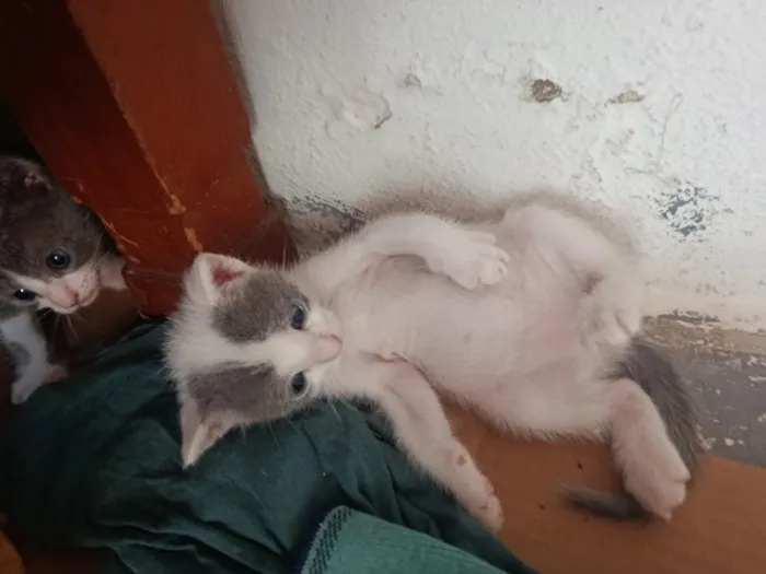 Gato raça SRD-ViraLata idade 2 a 6 meses nome tom