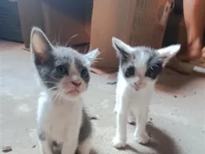 Gato raça SRD-ViraLata idade 2 a 6 meses nome tom