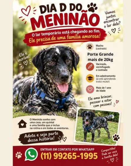 Cachorro raça SRD-ViraLata idade 1 ano nome Meninão