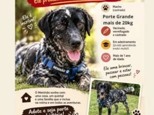 Cachorro raça SRD-ViraLata idade 1 ano nome Meninão