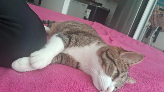 Gato raça SRD-ViraLata idade 2 anos nome Muqueca