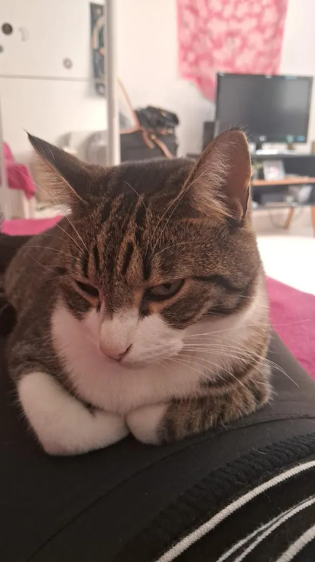 Gato raça SRD-ViraLata idade 2 anos nome Muqueca