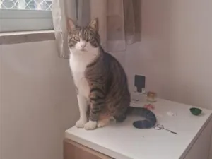Gato raça SRD-ViraLata idade 2 anos nome Muqueca
