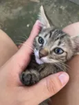 Gatinho