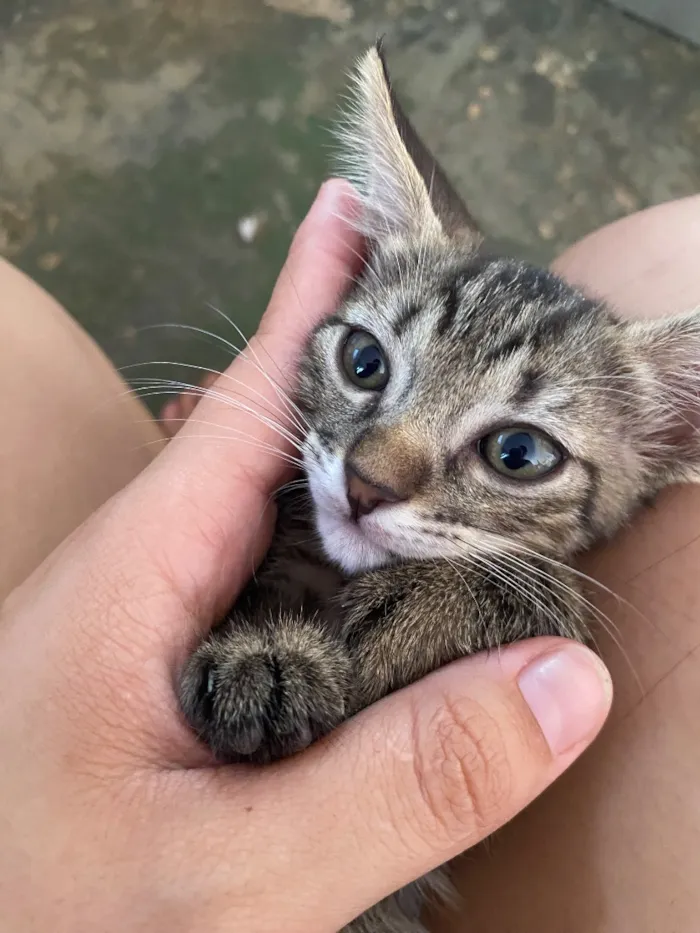 Gato raça SRD-ViraLata idade Abaixo de 2 meses nome Gatinho