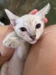 Gatinho