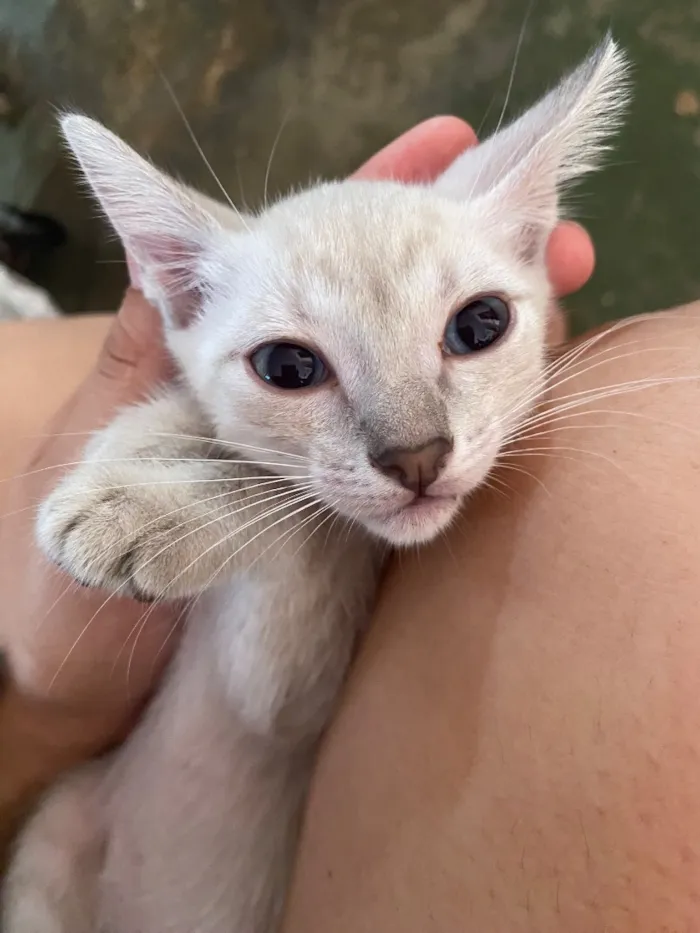 Gato raça SRD-ViraLata idade Abaixo de 2 meses nome Gatinho
