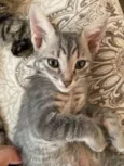 Gatinho