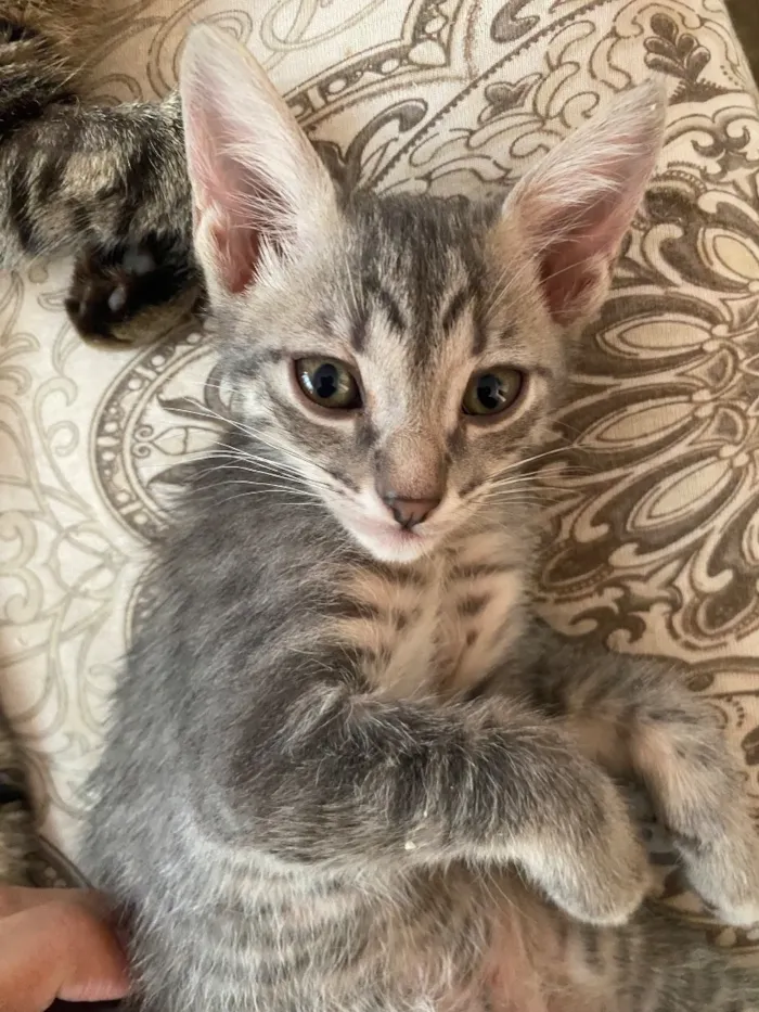 Gato raça SRD-ViraLata idade Abaixo de 2 meses nome Gatinho