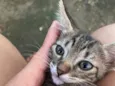 Gatinho
