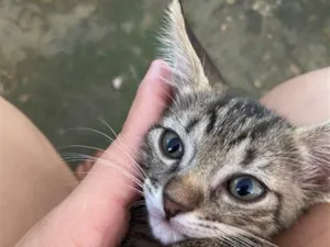 Gato raça SRD-ViraLata idade Abaixo de 2 meses nome Gatinho