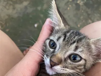 Gato raça SRD-ViraLata idade Abaixo de 2 meses nome Gatinho