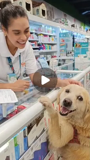 Cachorro raça SRD-ViraLata idade 3 anos nome Teca