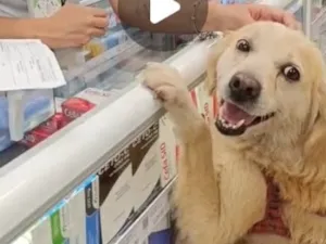 Cachorro raça SRD-ViraLata idade 3 anos nome Teca