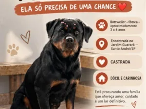 Cachorro raça Rottweiler idade 3 anos nome Tiana