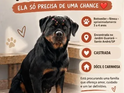 Cachorro raça Rottweiler idade 3 anos nome Tiana