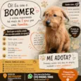 Boomer