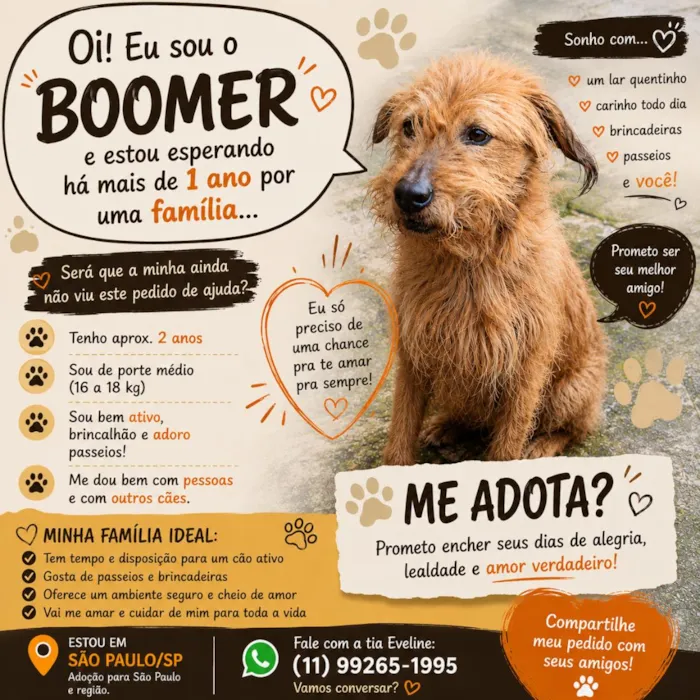 Cachorro raça SRD-ViraLata idade 2 anos nome Boomer