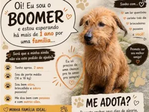 Cachorro raça SRD-ViraLata idade 2 anos nome Boomer