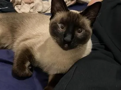 Gato raça Siamês idade 2 anos nome Ellie