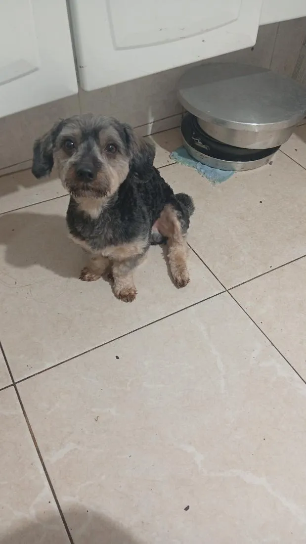 Cachorro raça SRD-ViraLata idade 3 anos nome marley