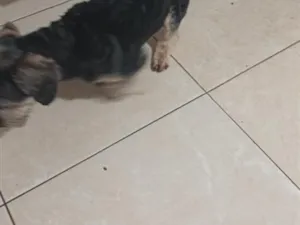 Cachorro raça SRD-ViraLata idade 3 anos nome marley