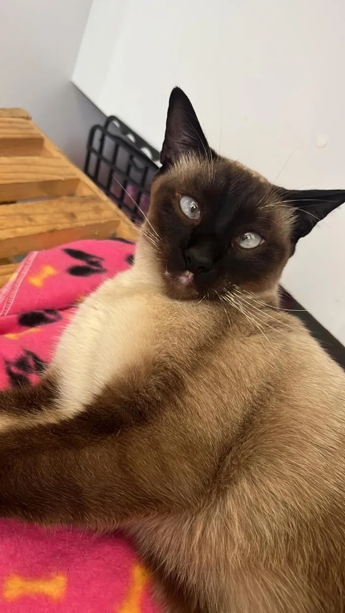Gato raça Siamês idade 2 anos nome Ellie