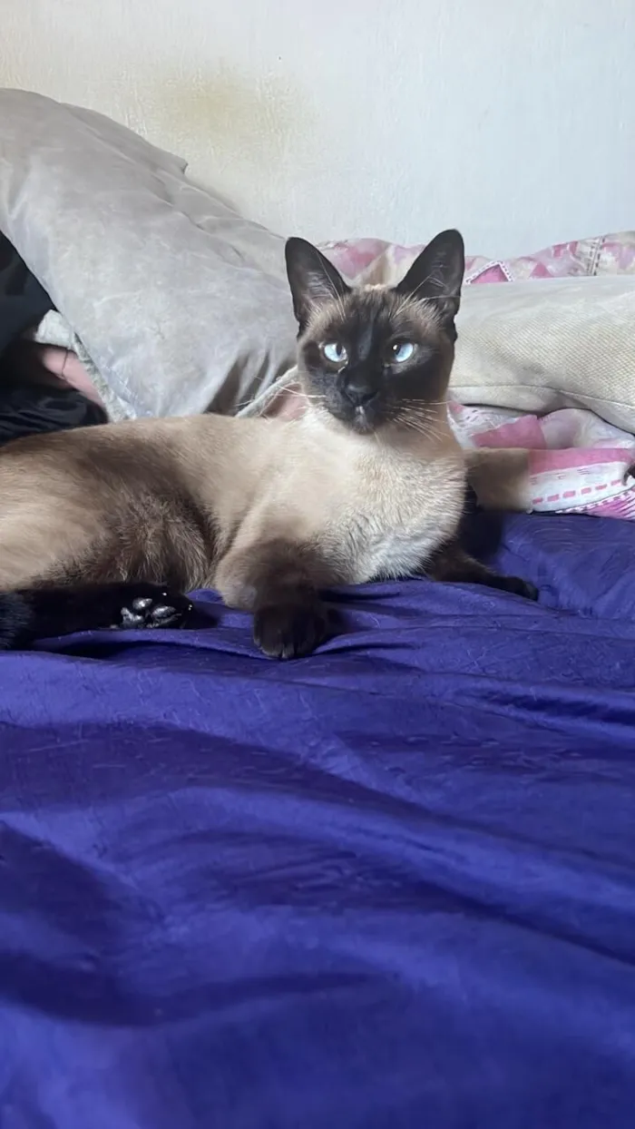 Gato raça Siamês idade 2 anos nome Ellie